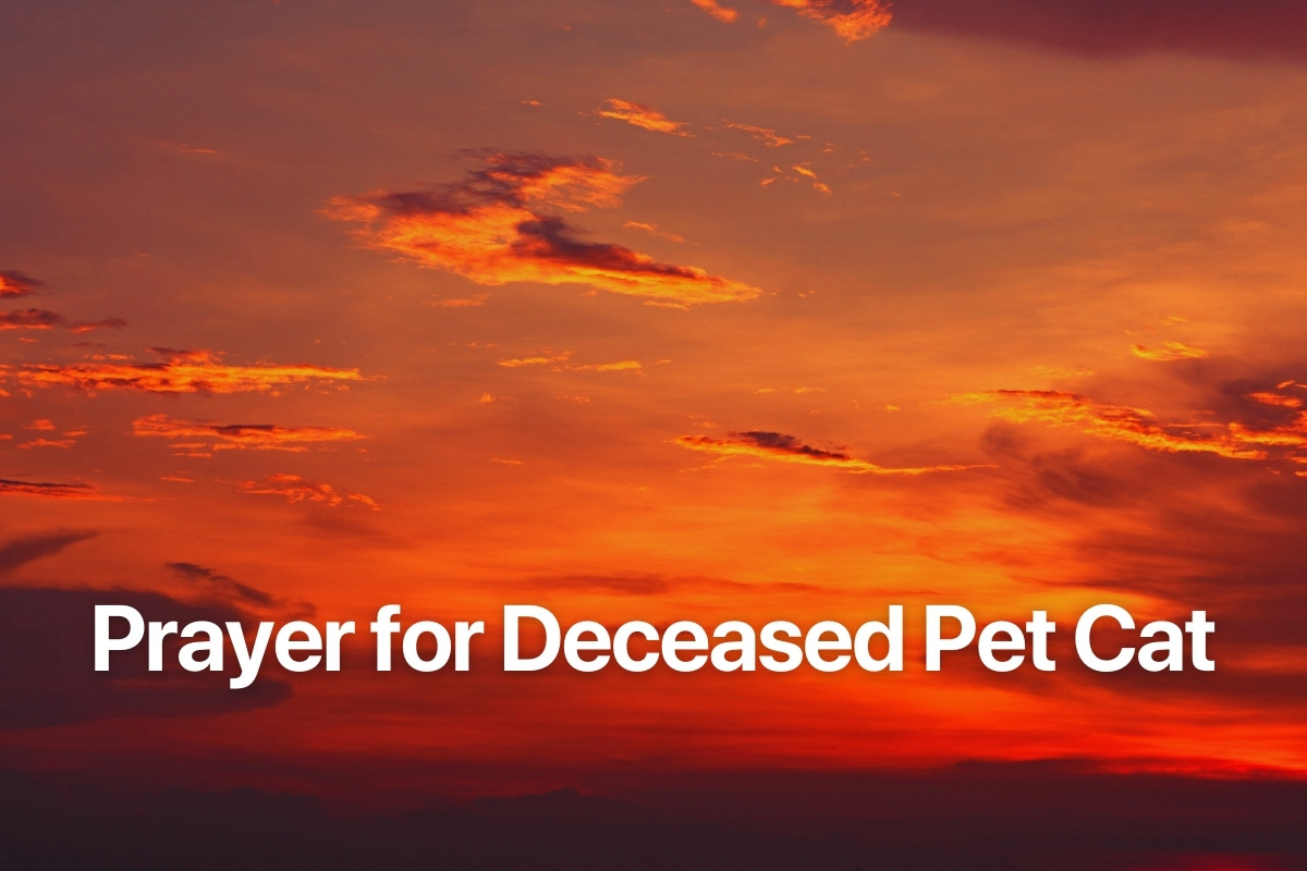 Prayer for Deceased Pet Cat