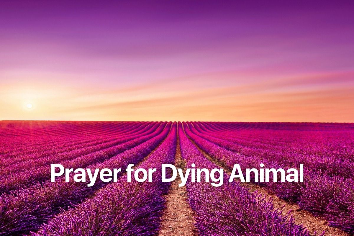 Prayer for Dying Animal